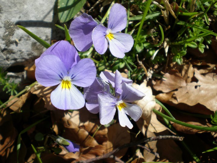 Viola calcarata s.l.