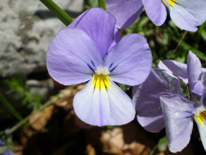 Viola calcarata s.l.