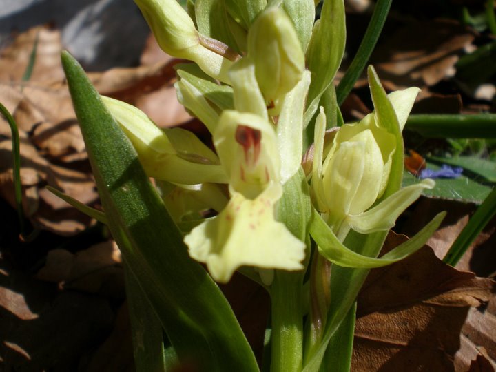 Orchidea gialla da determinare