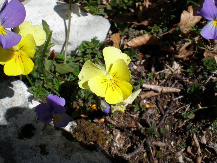 Viola calcarata s.l.