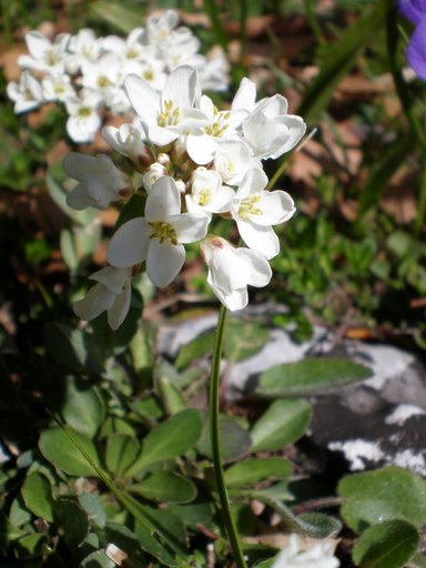 Fiorellini bianchi - Thlaspi sp.