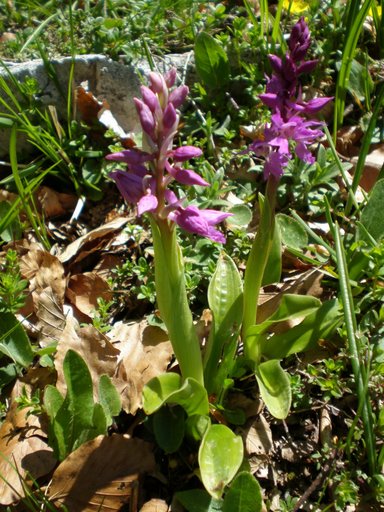 Orchis mascula