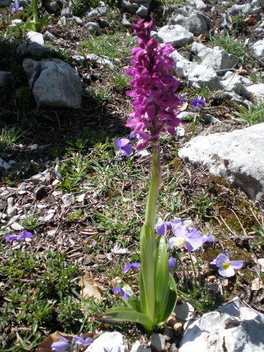 Orchis mascula