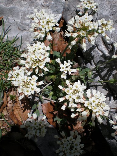 Fiorellini bianchi - Thlaspi sp.