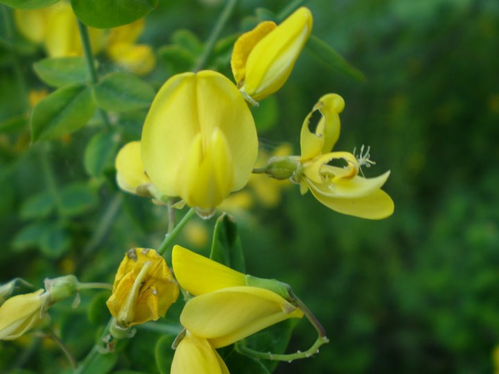 Cytisophyllum sessilifolium