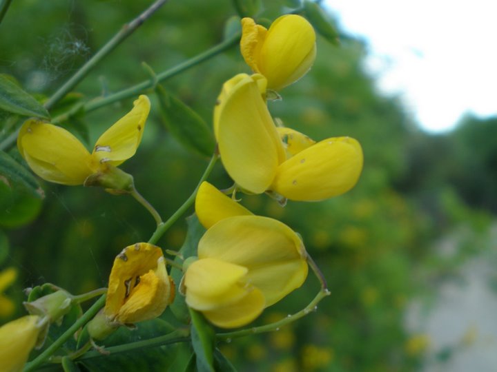 Cytisophyllum sessilifolium