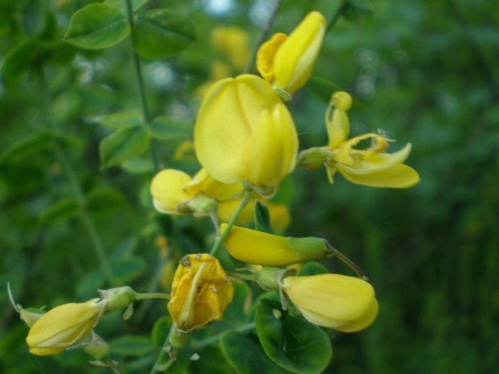 Cytisophyllum sessilifolium