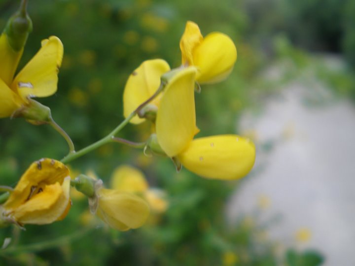 Cytisophyllum sessilifolium