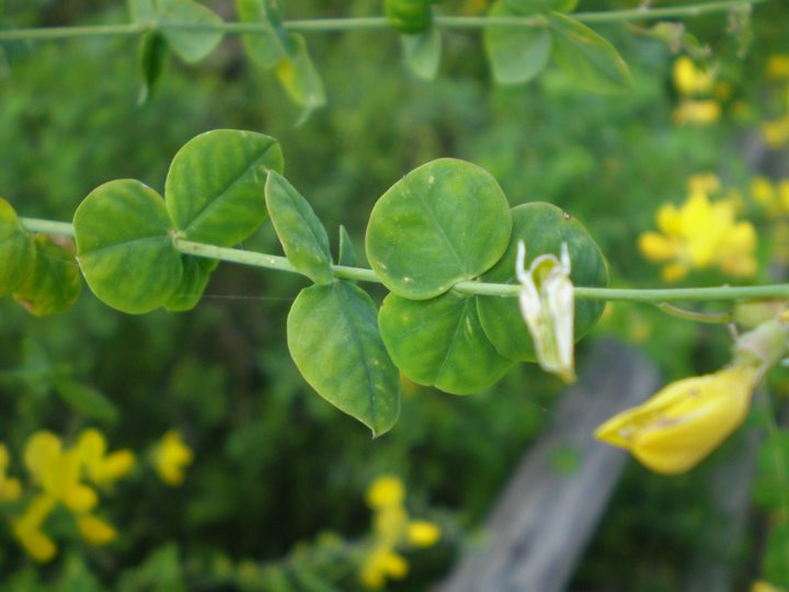 Cytisophyllum sessilifolium