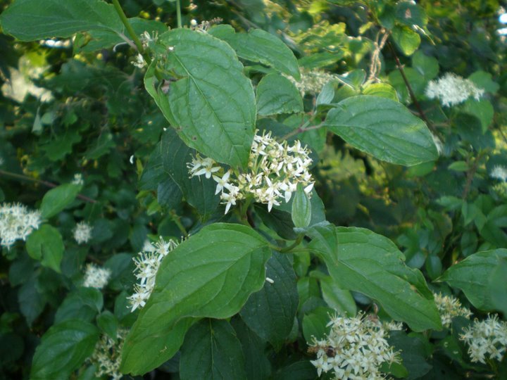 Cornus sanguinea