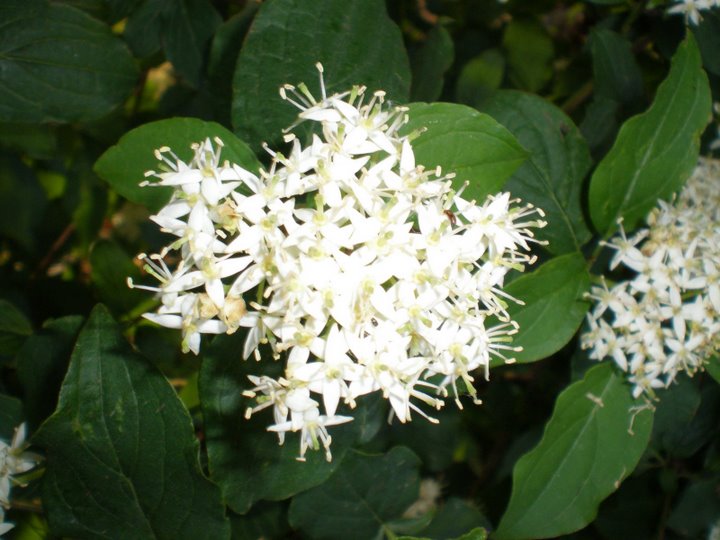 Cornus sanguinea