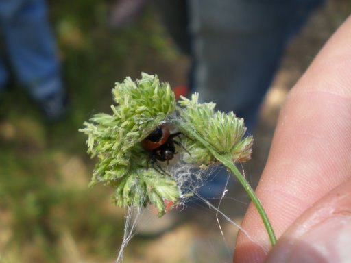 Synaema globosum