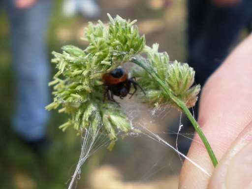 Synaema globosum