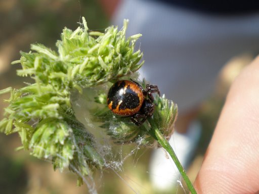 Synaema globosum