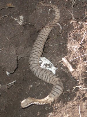 Vipera in alta quota?