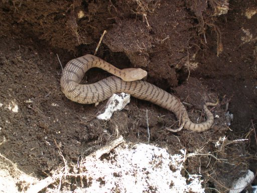 Vipera in alta quota?