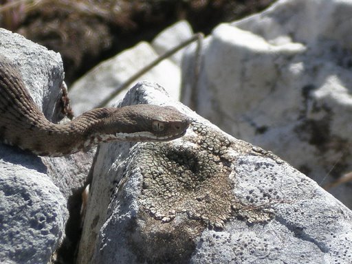 Vipera in alta quota?