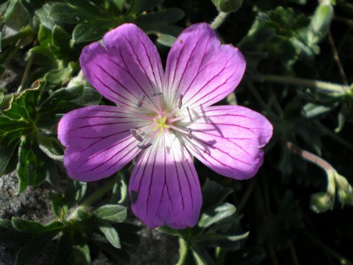 Stupendo fiore viola - Geranium austroapenninum