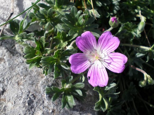 Stupendo fiore viola - Geranium austroapenninum