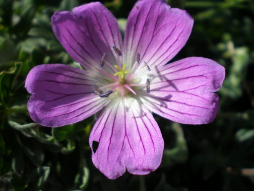 Stupendo fiore viola - Geranium austroapenninum