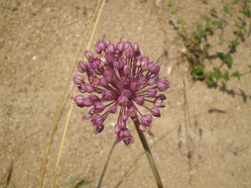 Allium ampeloprasum