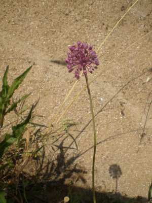 Allium ampeloprasum