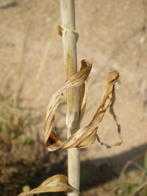 Allium ampeloprasum