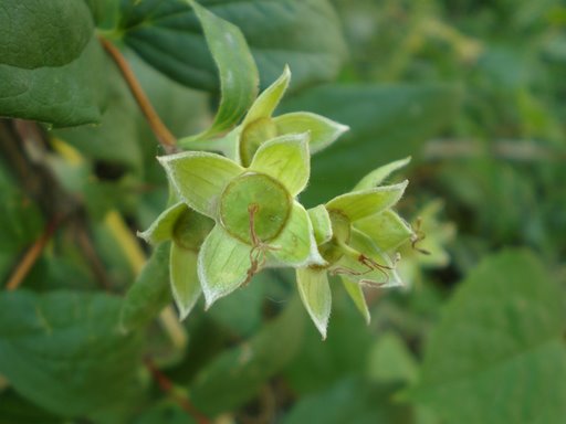 Philadelphus coronarius