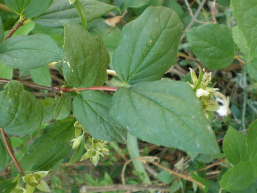 Philadelphus coronarius