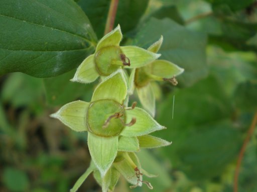 Philadelphus coronarius