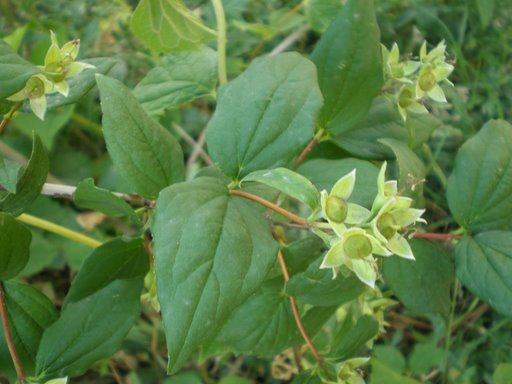 Philadelphus coronarius