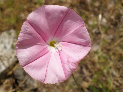 Convolvulus cantabrica