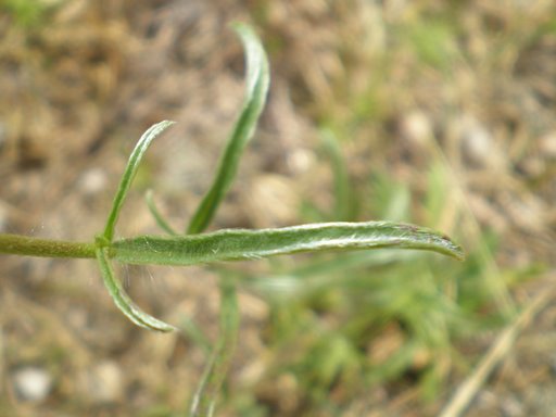 Convolvulus cantabrica