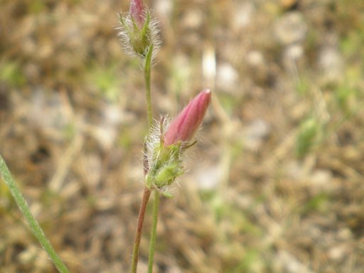 Convolvulus cantabrica