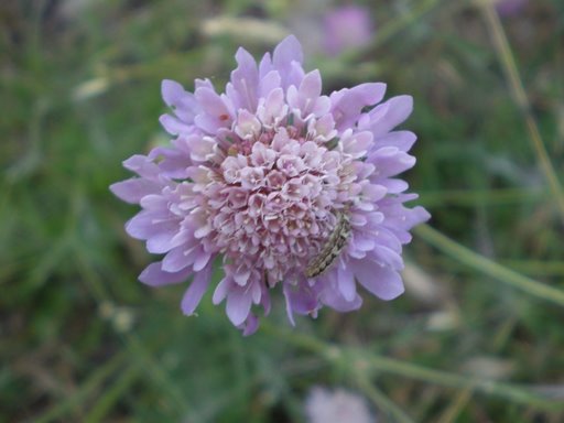 Sixalix atropurpurea  / Vedovina marittima