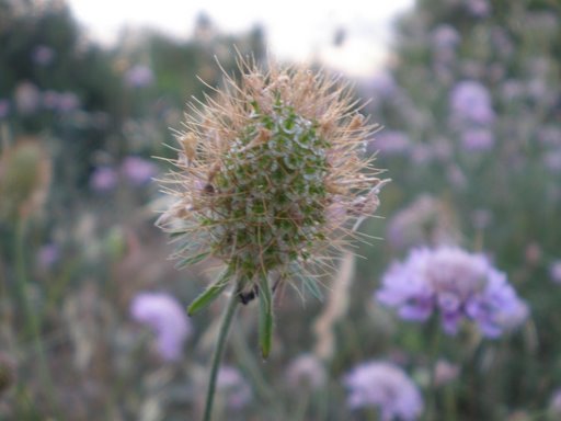 Sixalix atropurpurea  / Vedovina marittima