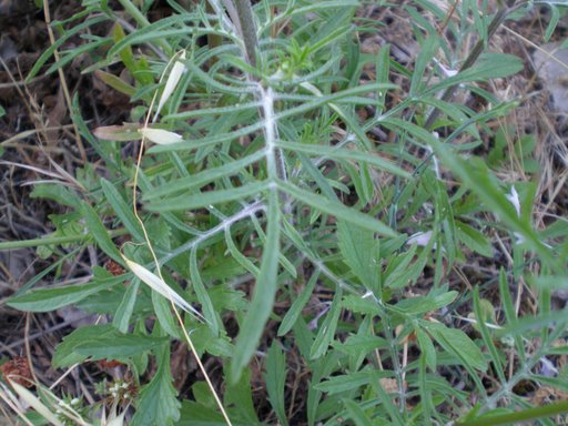 Sixalix atropurpurea  / Vedovina marittima