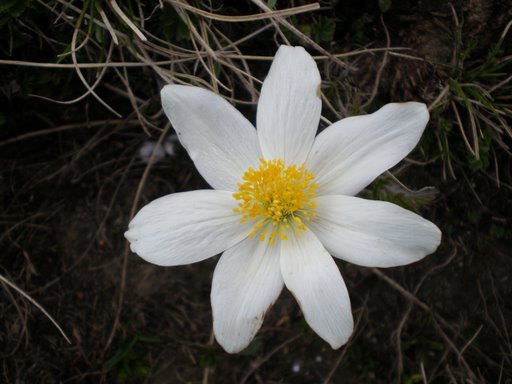 Pulsatilla alpina