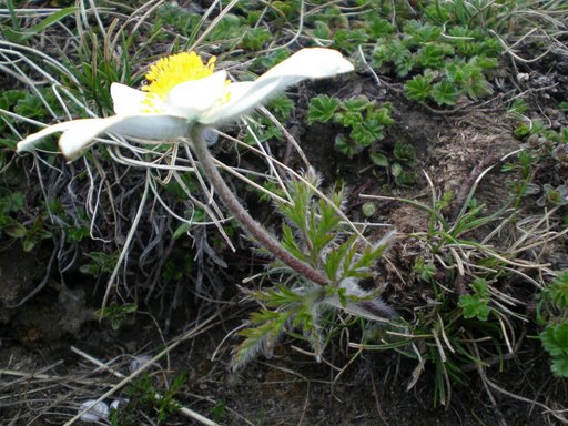 Pulsatilla alpina