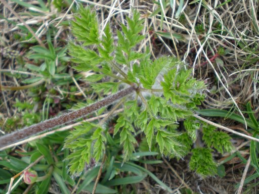 Pulsatilla alpina