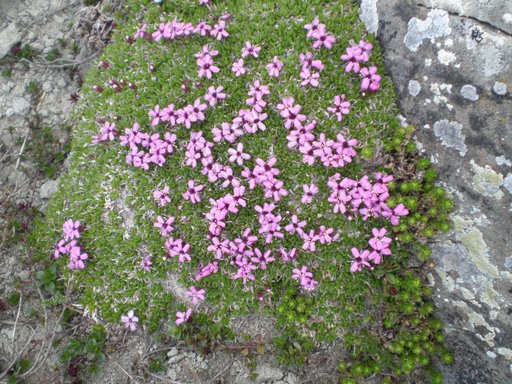 Silene acaulis s.l.