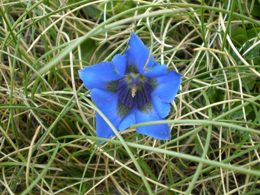 Bel fiore blu - Gentiana dinarica