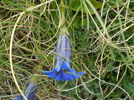 Bel fiore blu - Gentiana dinarica