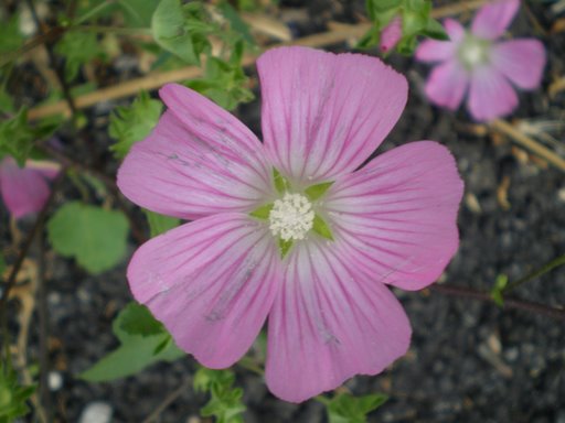 Malva punctata