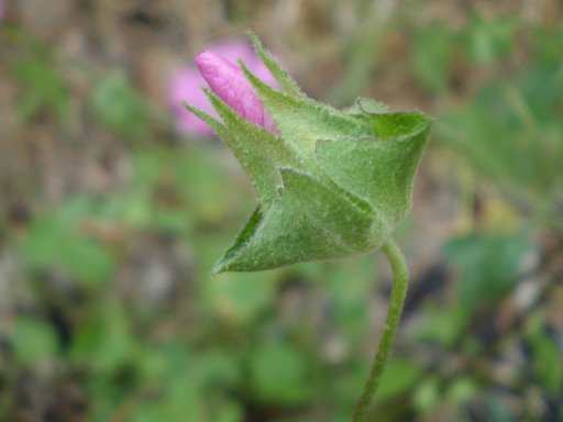 Malva punctata