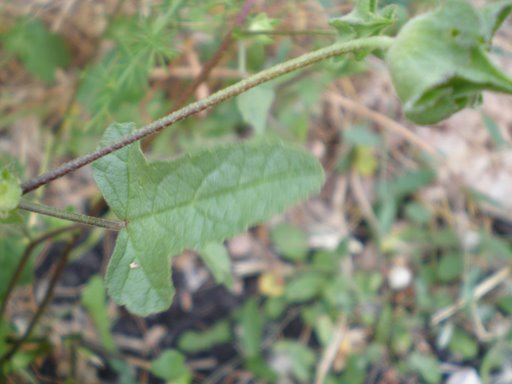 Malva punctata