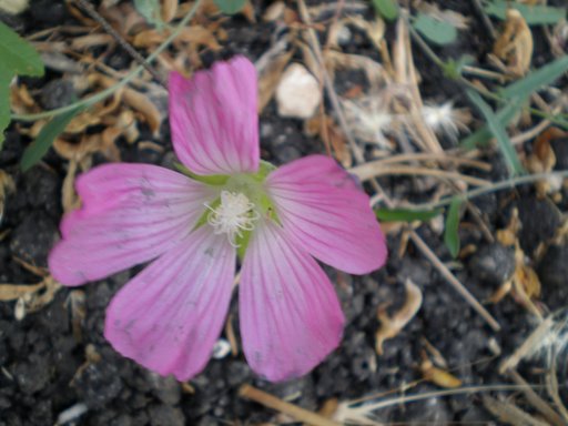 Malva punctata