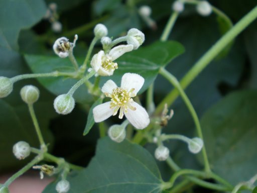 Clematis vitalba