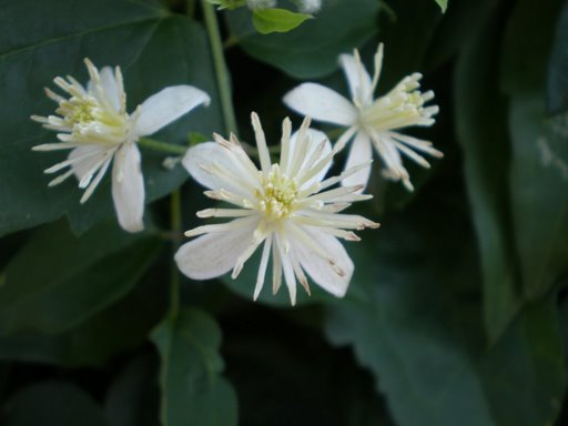 Clematis vitalba