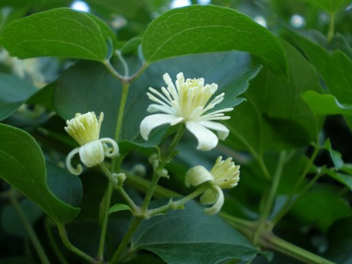 Clematis vitalba